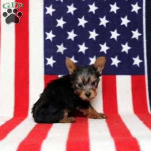 Danny, Yorkie Puppy